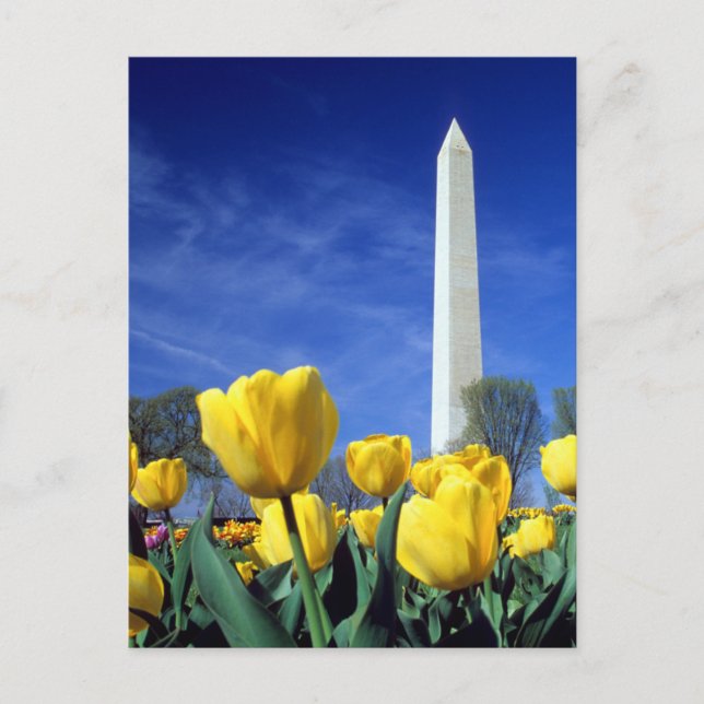 Monuments | Washington Monument in Spring Postkarte (Vorderseite)