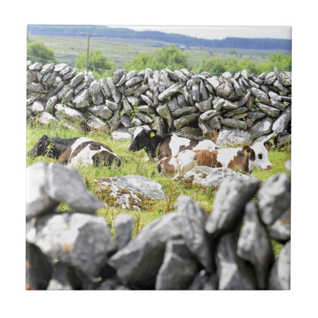 Moo Cows Fliese (Vorderseite)