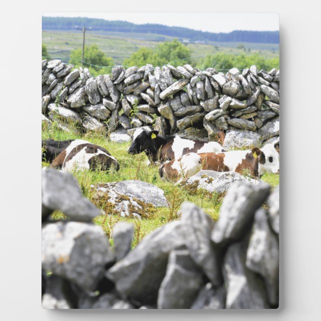 Moo Cows Fotoplatte (Vorderseite)