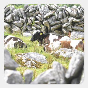 Moo Cows Quadratischer Aufkleber