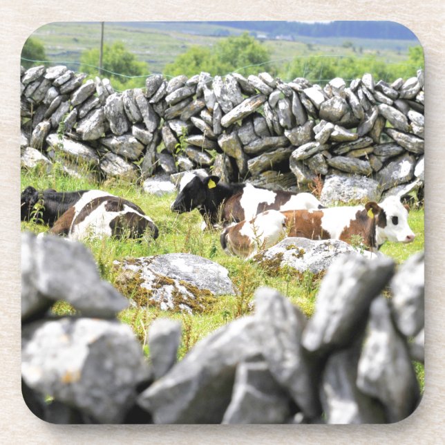 Moo Cows Untersetzer (Vorderseite)