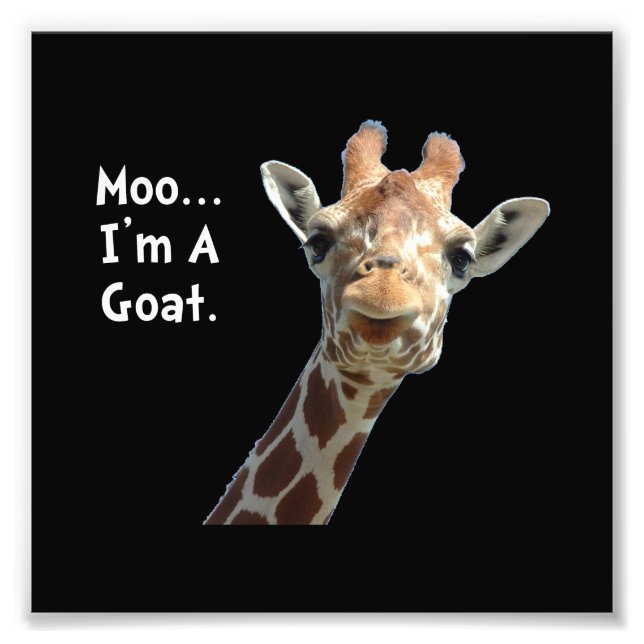 Moo Giraffe Goat Fotodruck (Vorne)