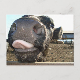 MOO KISSES POSTKARTE