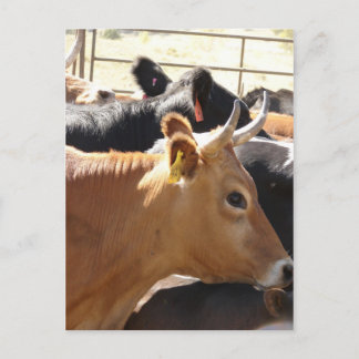 Moo zu dir postkarte