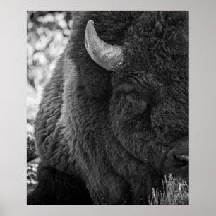 Moody Bison Buffalo Schwarz-weiß Poster