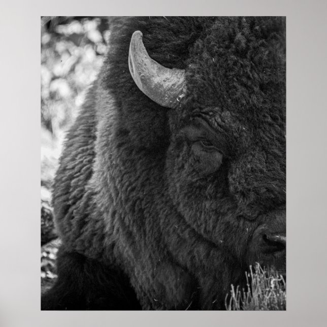 Moody Bison Buffalo Schwarz-weiß Poster (Vorne)