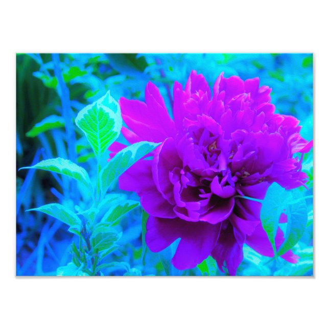Moody Lila Peony mit Beautiful Weigela Foliage Fotodruck (Vorne)