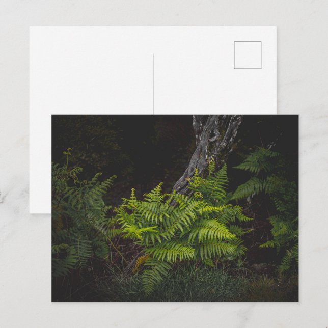 Moody nature with forest ferns postkarte (Vorne/Hinten)