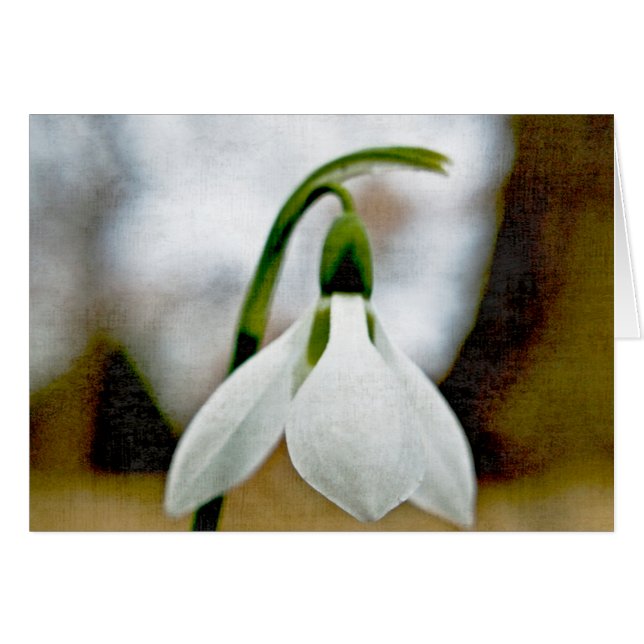 Moody Snowdrop (Vorderseite (Horizontal))