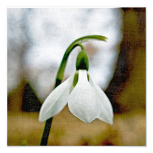 Moody Snowdrop Fotodruck