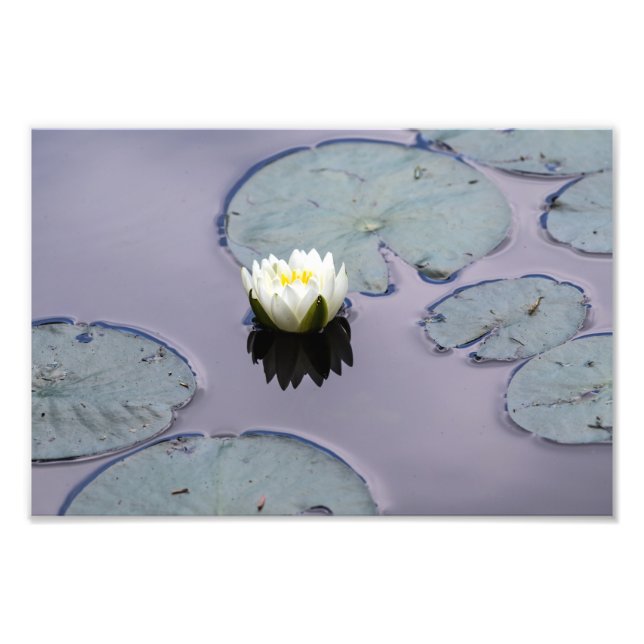 Moody Water Lily Fotodruck (Vorne)