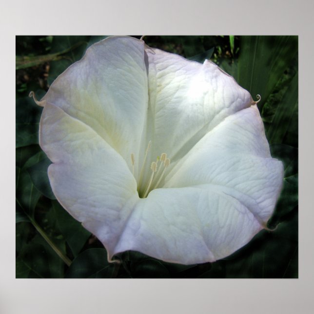 Moon Blume Print Poster (Vorne)