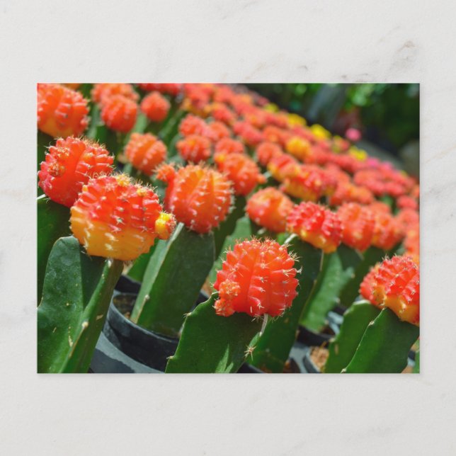 Moon Cactus Postkarte (Vorderseite)