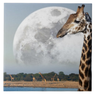 Moon das Steigen über eine Gruppe der Giraffe in Fliese
