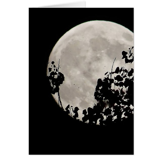 Moon hinter dunklen Blätter (Vorne)