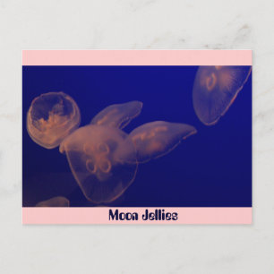 Moon Jellfish, Moon Jellies Postkarte