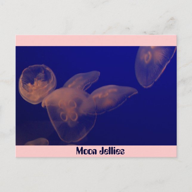 Moon Jellfish, Moon Jellies Postkarte (Vorderseite)