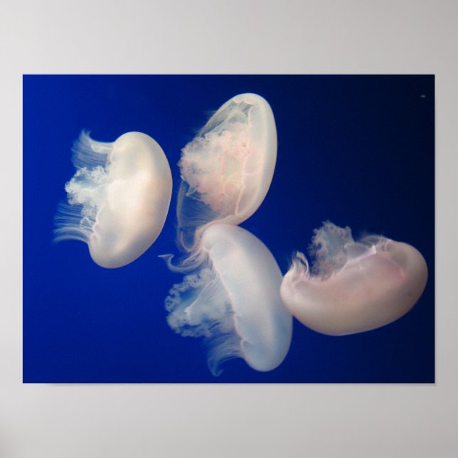 Moon Jellies Poster (Vorne)