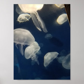 Moon Jellies Poster