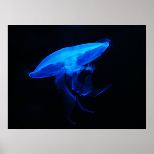 Moon Jelly Fish Poster (Vorne)