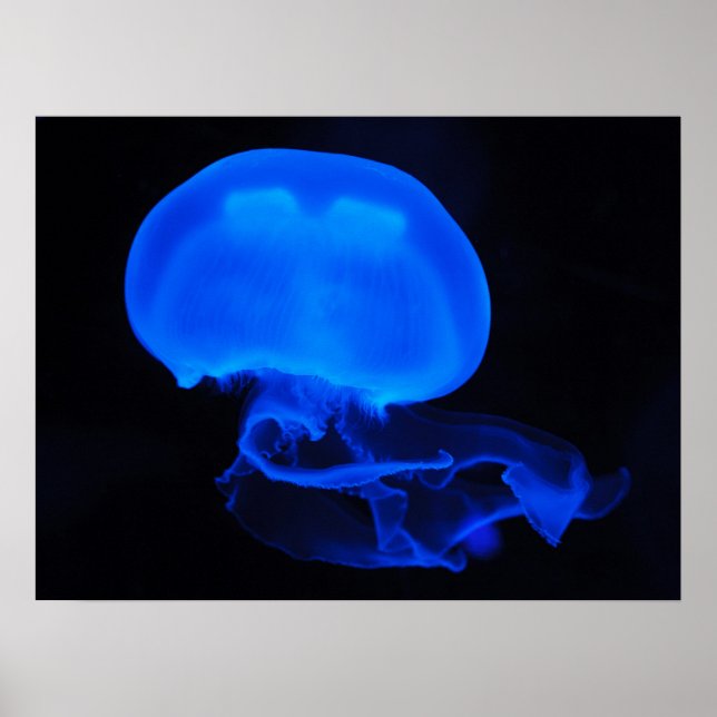 Moon Jelly Fish Poster (Vorne)