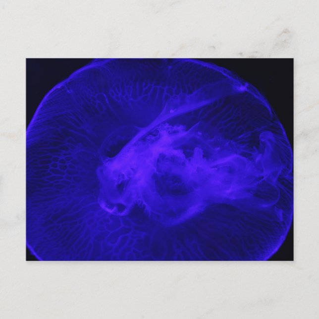 Moon Jellyfish # 32 Postkarte (Vorderseite)