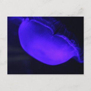 Moon Jellyfish # 6 Postkarte