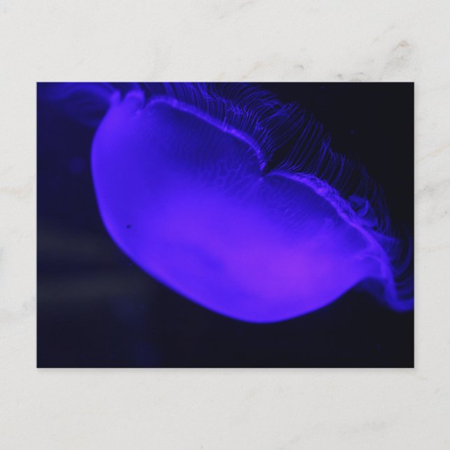 Moon Jellyfish # 6 Postkarte (Vorderseite)