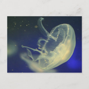Moon Jellyfish Postkarte