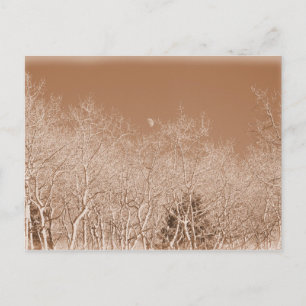 Moon Over the White Forest Postcard Postkarte