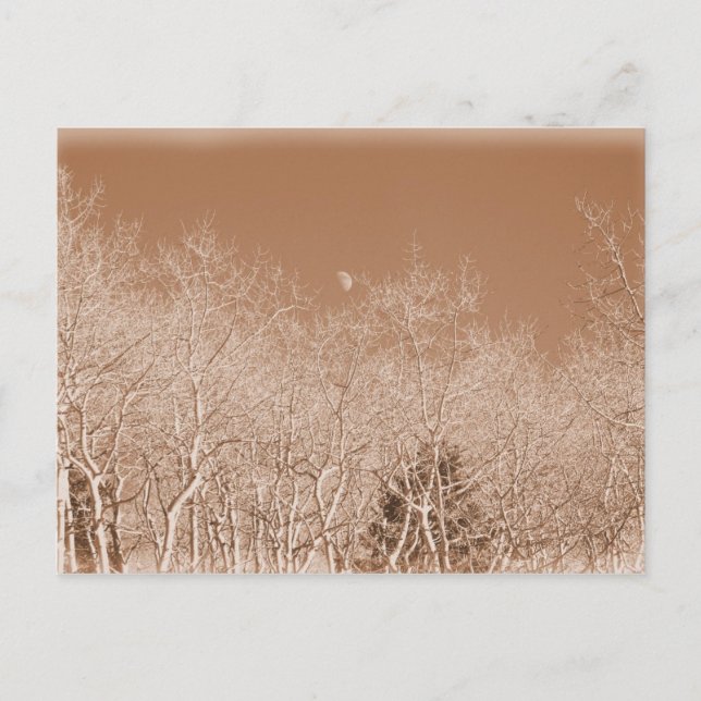 Moon Over the White Forest Postcard Postkarte (Vorderseite)