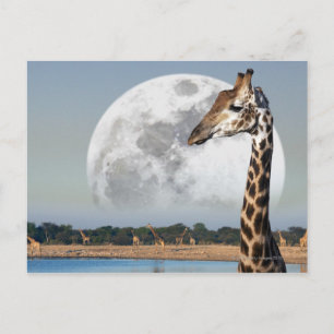 Moon über einer Gruppe von Giraffen in Etosha Postkarte