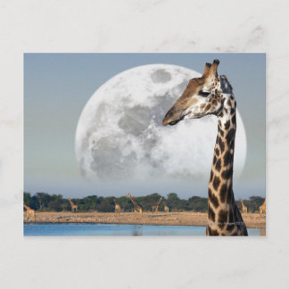 Moon über einer Gruppe von Giraffen in Etosha Postkarte