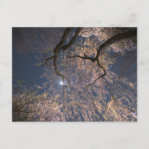Moon über Kirschblüten Postkarte