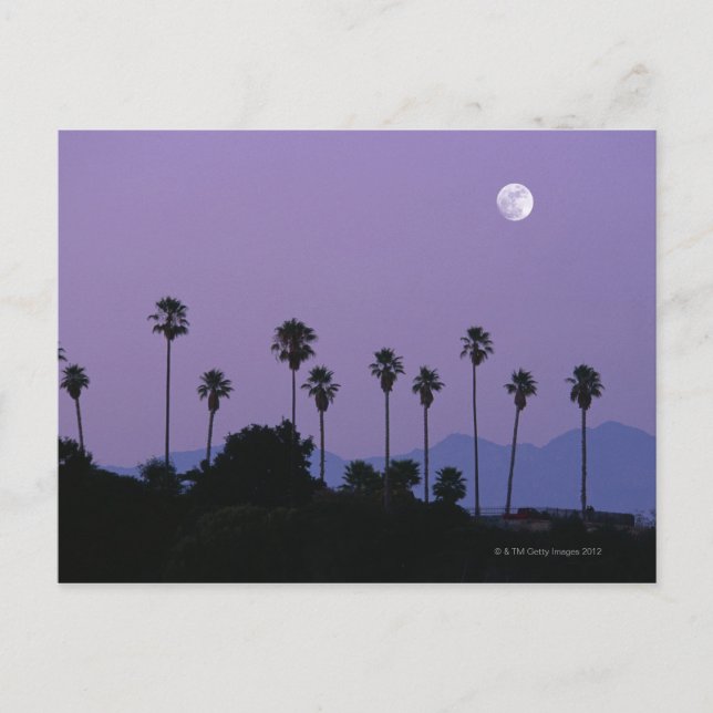 Moon über Palmen an der Dämmerung, Hollywood Postkarte (Vorderseite)