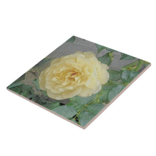 MOONLIGHT YELLOW ROSE/PHOTOG.WITH DIGITALE AUSWIRK FLIESE