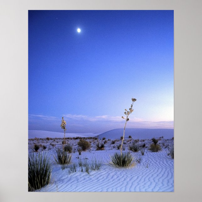 Moonlight Yucca Poster (Vorne)