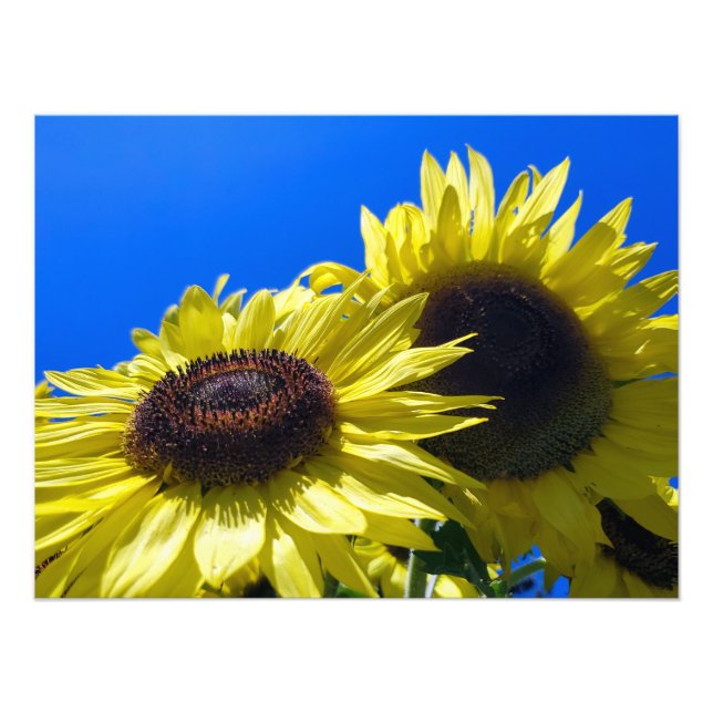 Moonwalker Sonnenblumen suchen nach Himmel Fotodruck (Vorne)