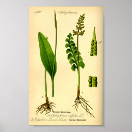 Moonwort Fern (Botrychium lunaria) Poster