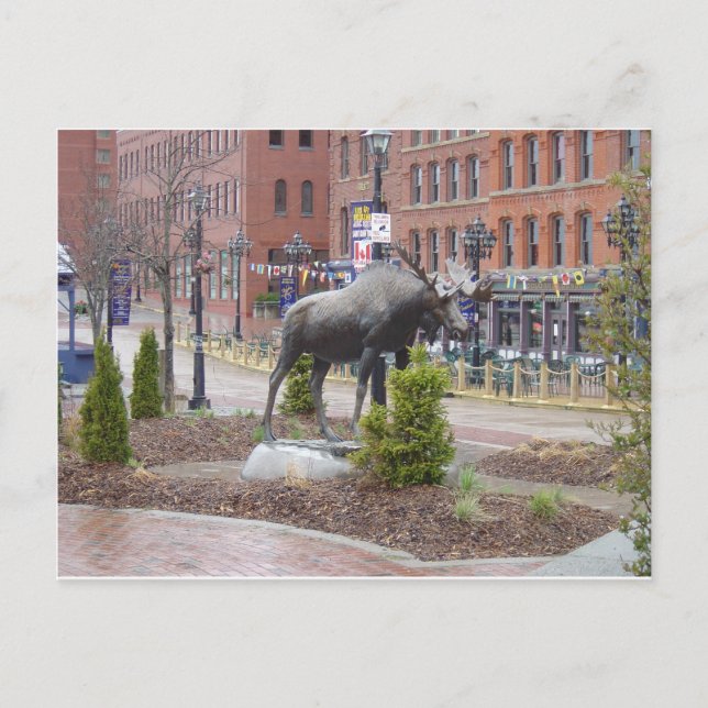 Mooose! St. John, NB Postkarte (Vorderseite)