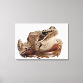 Moor Frog - Rana arvalis Leinwanddruck