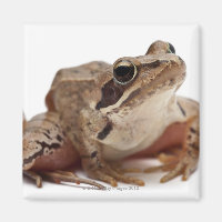 Moor Frog - Rana arvalis