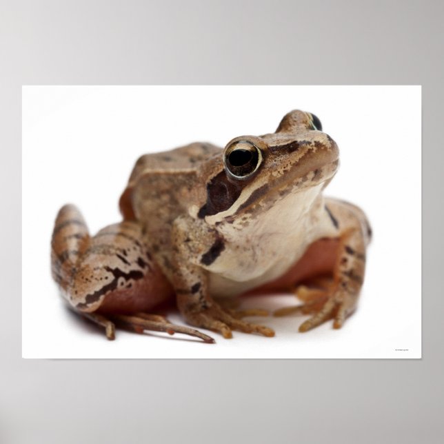 Moor Frog - Rana arvalis Poster (Vorne)