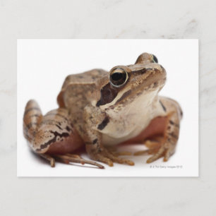 Moor Frog - Rana arvalis Postkarte