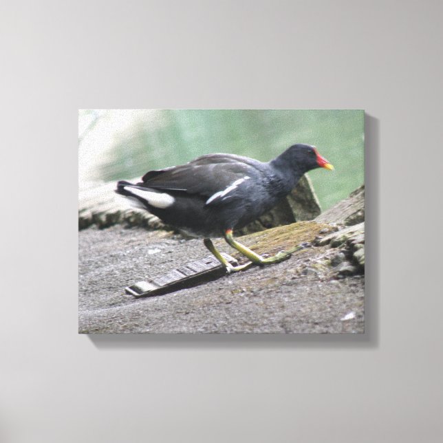 Moorhen Canvas Print Leinwanddruck (Vorderseite)