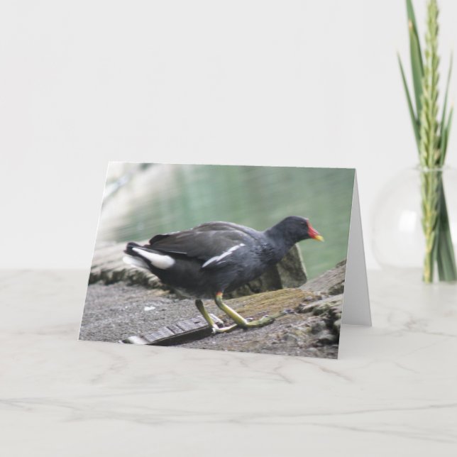 Moorhen Greeting Card Karte (Vorderseite)