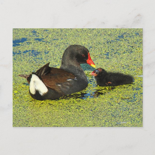 Moorhen mit Baby Postkarte (Vorderseite)