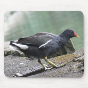 Moorhen Mousepad