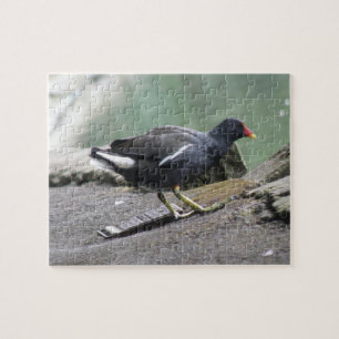 Moorhen Puzzle