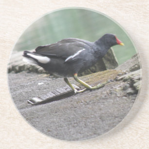 Moorhen Untersetzer